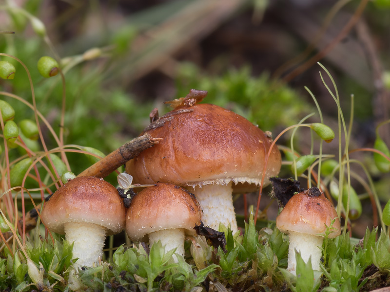 Pholiota highlandensis